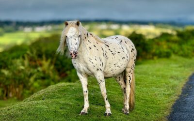 Day 51 — Sheepstor to Wadebridge via the Camel Trail